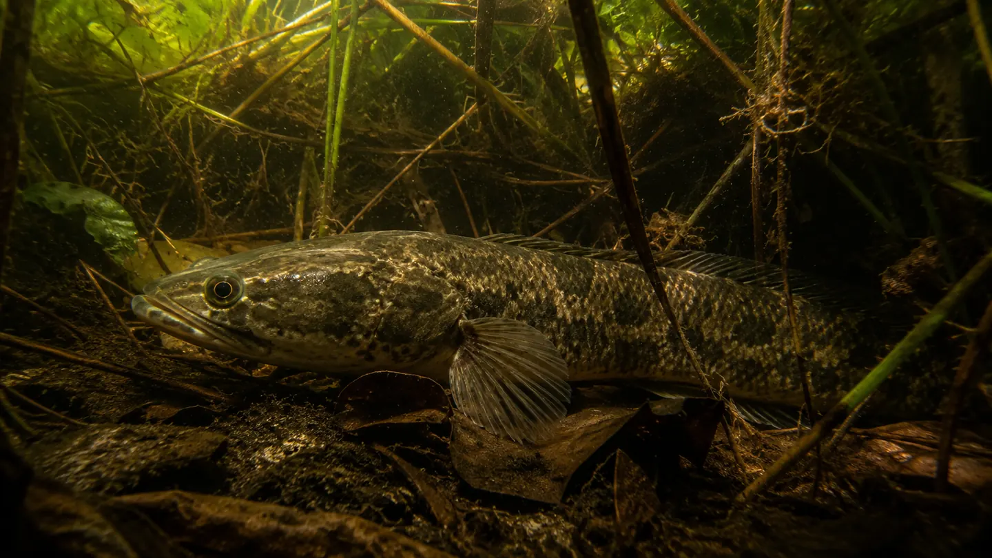 Ikan gabus di antara tanaman air rawa yang keruh