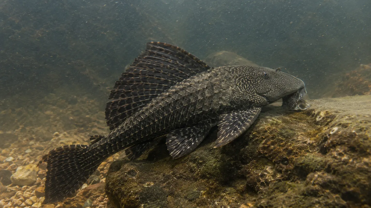 Ikan sapu-sapu menempel di dasar sungai berbatu